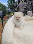 Szpic miniaturowy Pomeranian ZkwP FCI