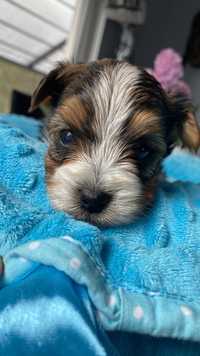 Biewer Yorkshire Terrier