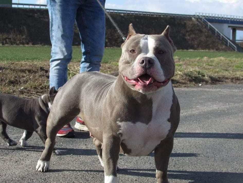 American Bully Standard/Classic Sunia