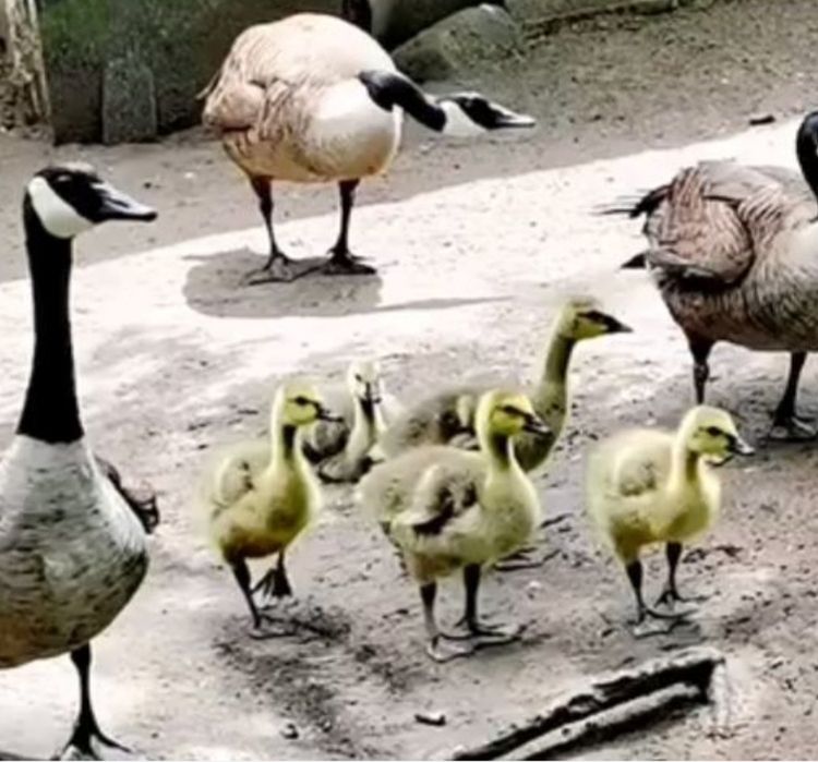 Sprzedam GĘSI Bernikle