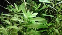 Hygrophila Polysperma - Nadwódka Wielonasienna