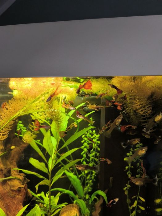 Sprzedam Narybek  Gupika