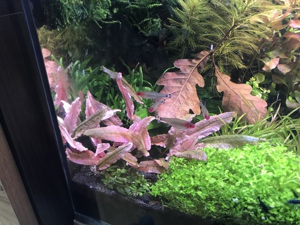 Криптокорина фламінго/cryptocoryne flamingo