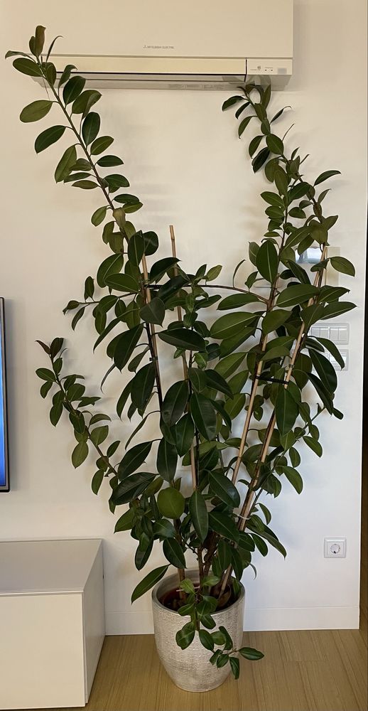 Planta interiror + vaso - Ficus Elastica