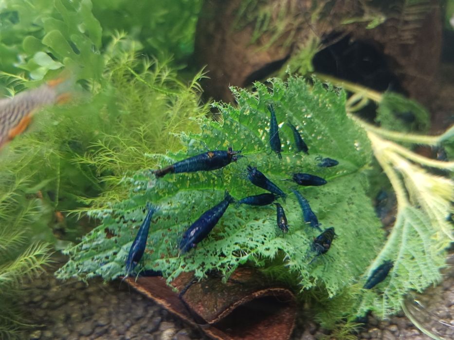 Blue Velvet krewetki