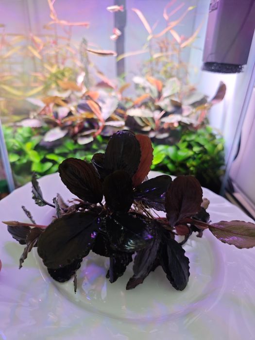 Продам Буцефаландру