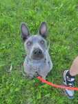 Thai ridgeback dog SUCZKA