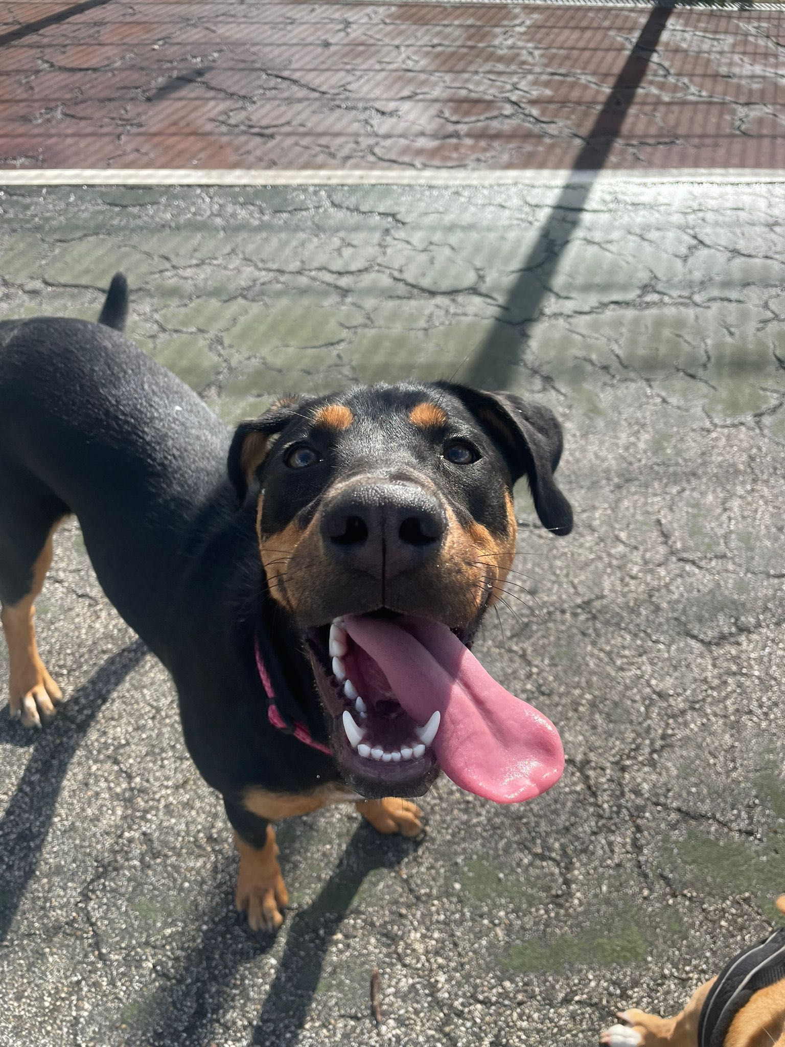 Cadela para adoção