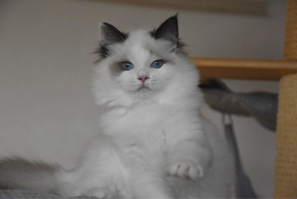 Ragdoll kotka Wiwi z rodowodem FIFe - Seal Bicolor