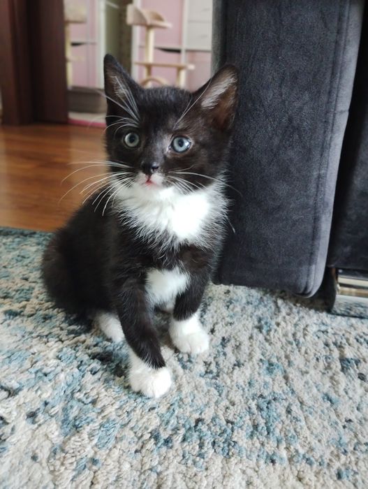 Lisek, Jenot i Żbik - kociaki do adopcji