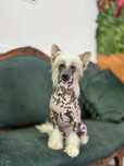Lyborius Legacy - Chinese Crested Dog