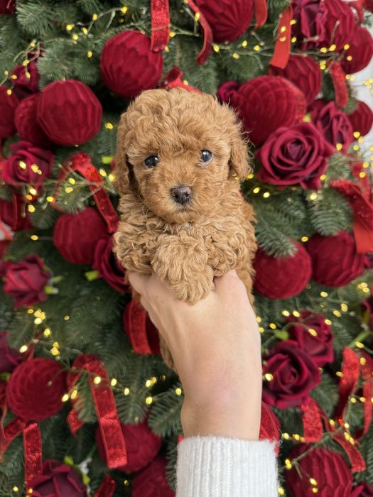 Карамельні мальтипу