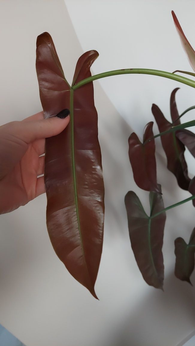 Philodendron atabapoense