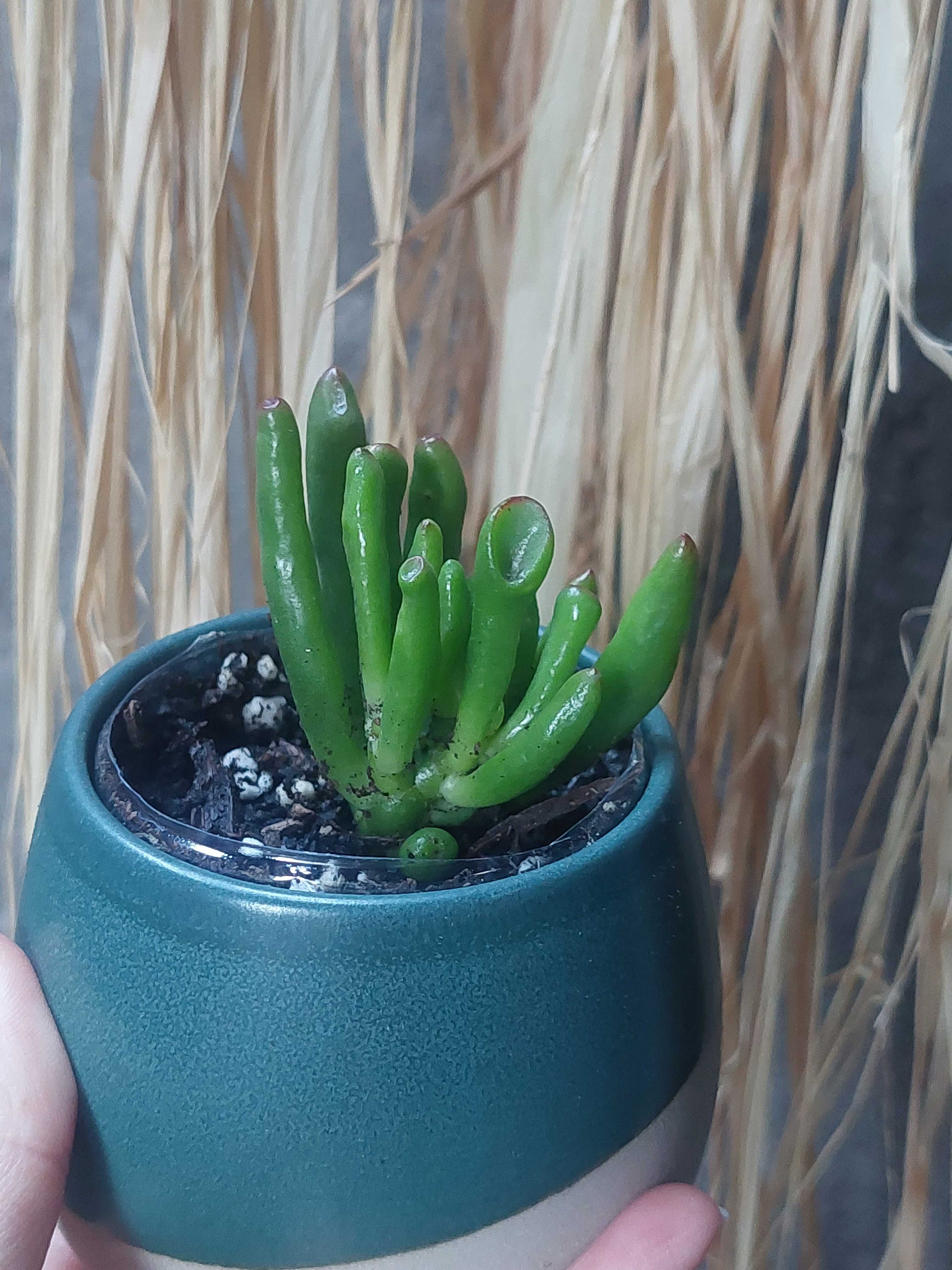 [Planta] Suculenta Crassula Ovata 'Gollum' - Orelha de Shrek
