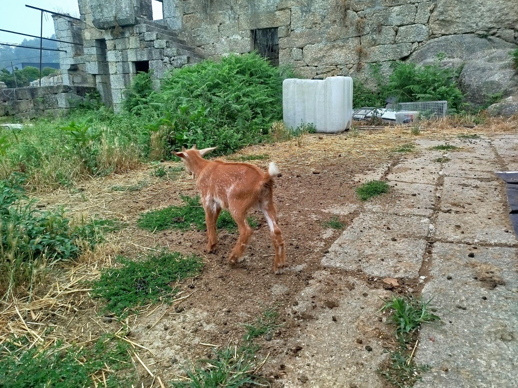 Machos disponíveis para sair em julho