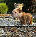 Buldog Angielski