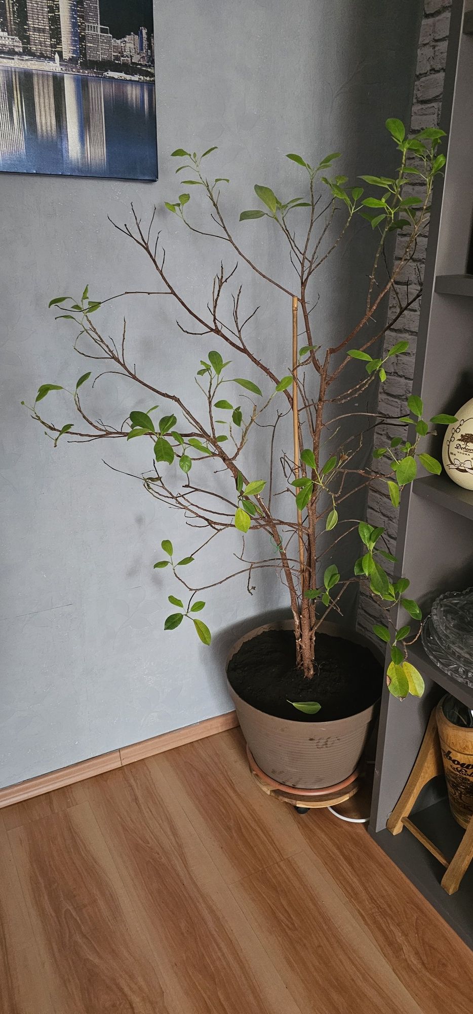 Figowiec Benjamina