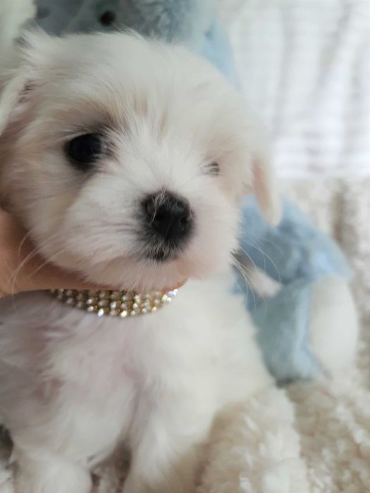 Pieski Maltańczyki Mini z rodowodem, pełna dokumentacja.