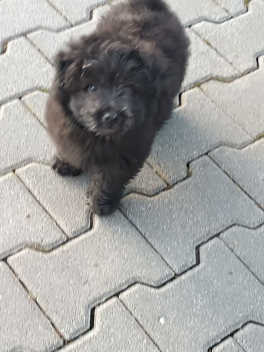 Zarezerwowane Oddam za darmo szczeniaka