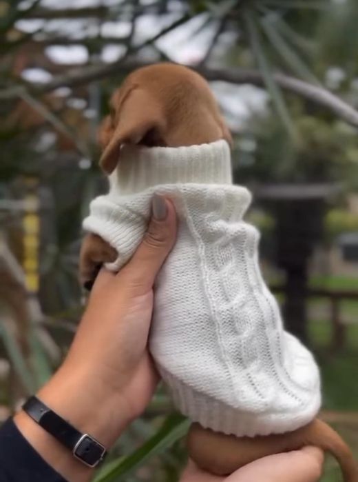 Руді таксята дівчатка