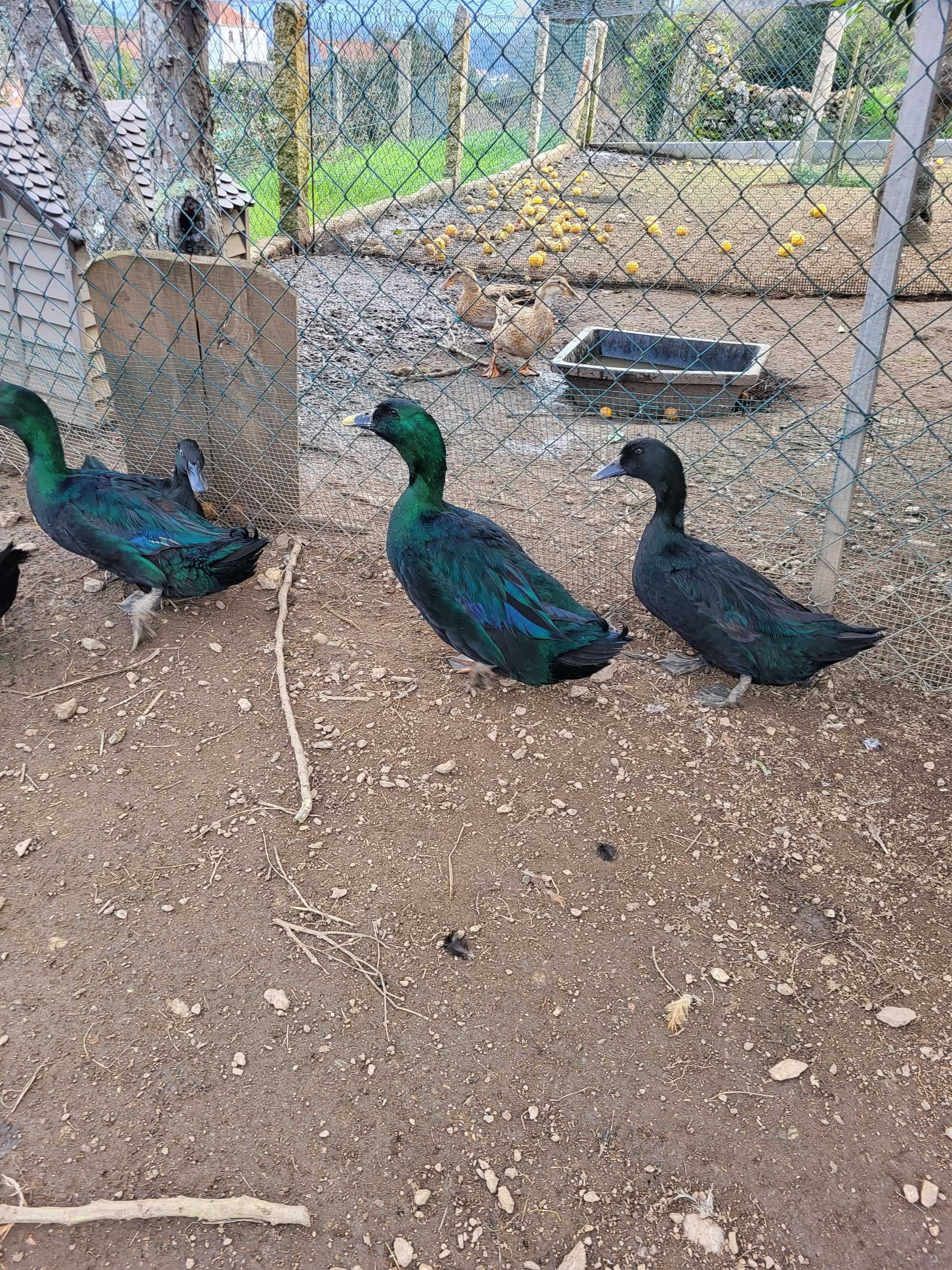 Galinhas e patos de raca e ovos
