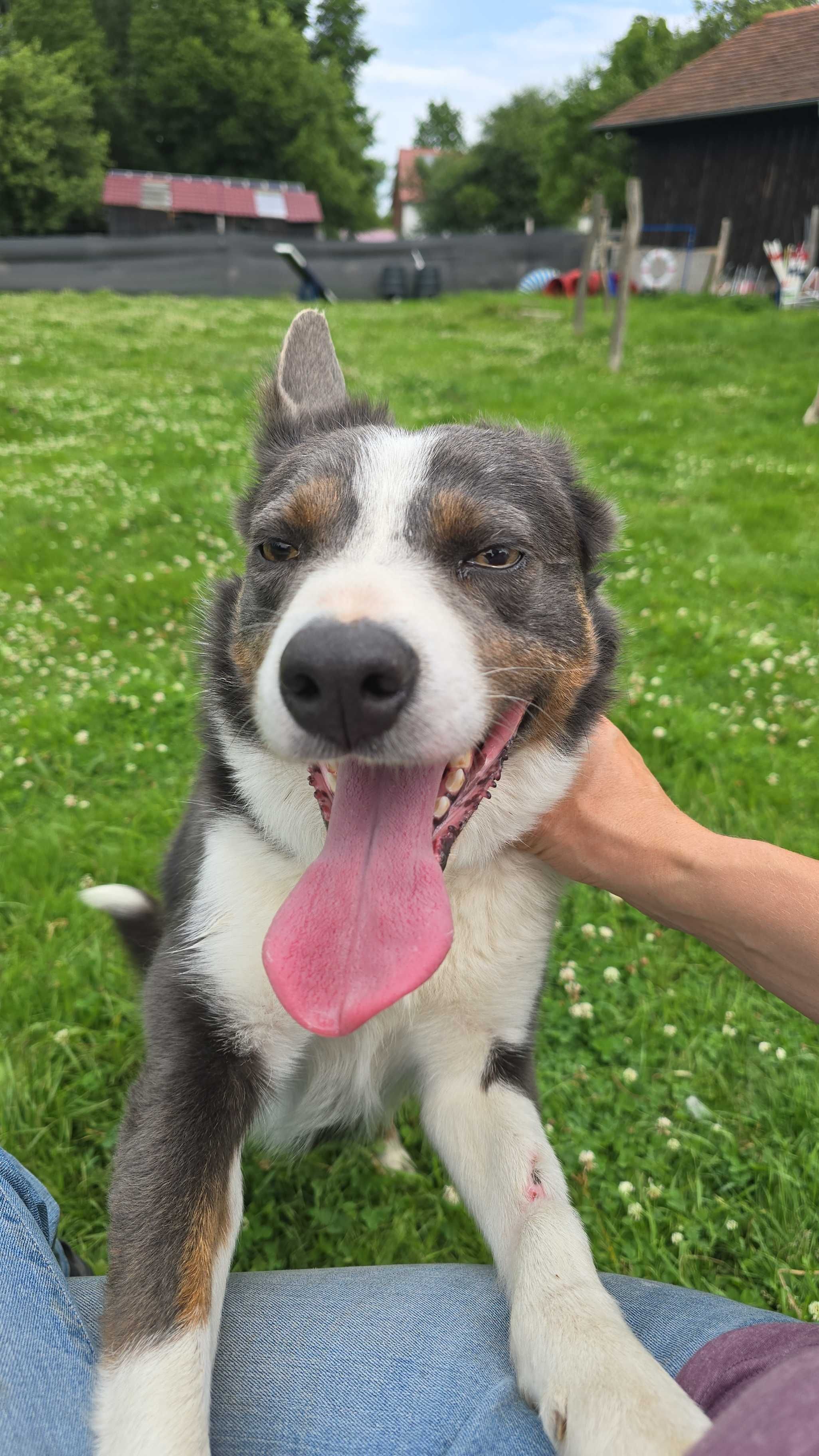 Samiec border collie z rodowodem ISDS