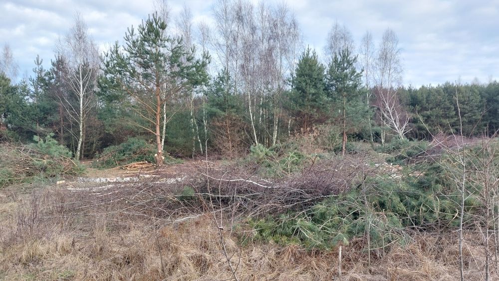 Wycinka drzew,  samosiejek ,czyszczenie działek