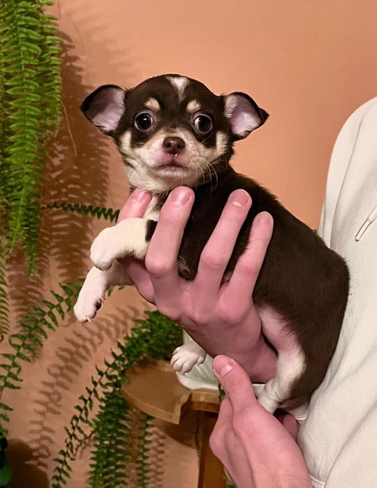 Brązowo biały piesek chihuahua