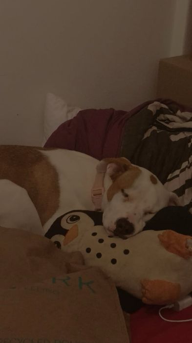 Cadelinha fêmea 1 ano para adopção