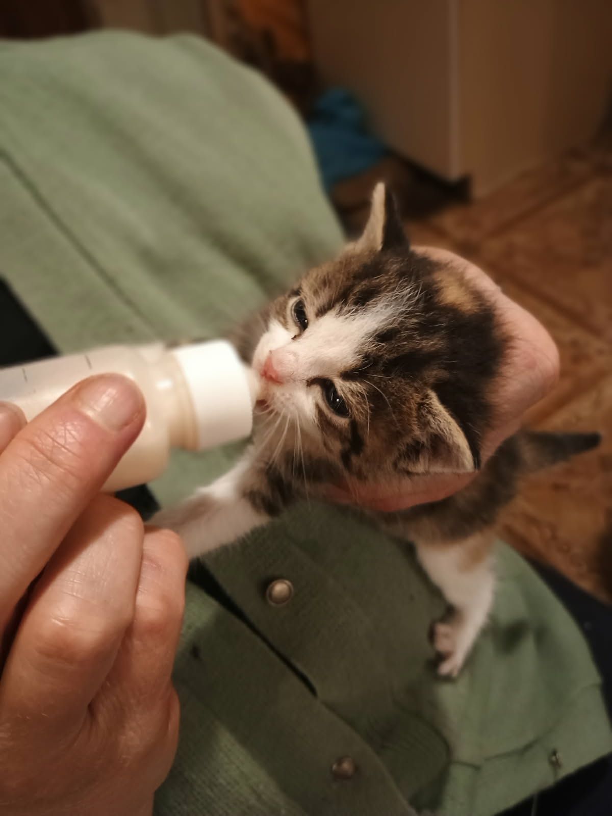 Oddam kotki tylko w dobre ręce