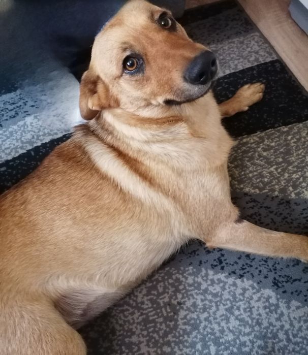 Szukamy domu dla Misi