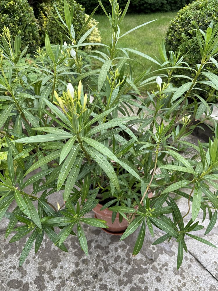 Oleander biały 80 cm kwiat doniczkowy taras balkon