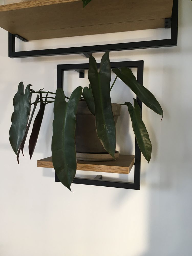 Філодендрон Philidendron Santa Leopoldina