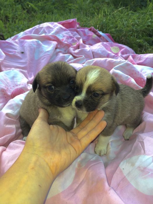 Продаю!!! Цуценята