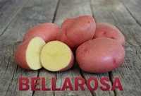 Ziemniaki sadzeniaki Bellarosa - po centrali