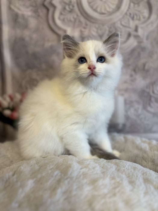Koteczka Ragdoll blue bikolor