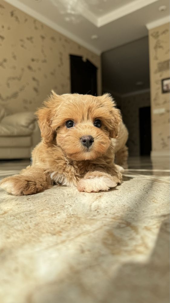 TOP maltipoo f-1