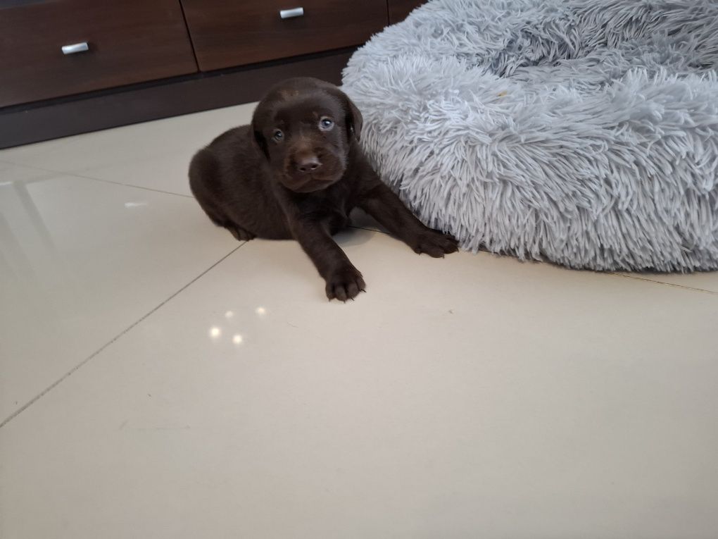 Labrador Retriever czekoladowy suczka