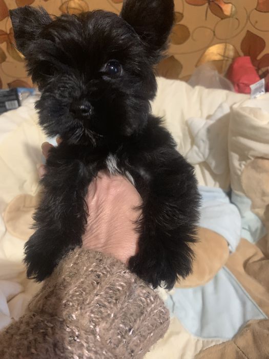 Девочка цветной йорк.