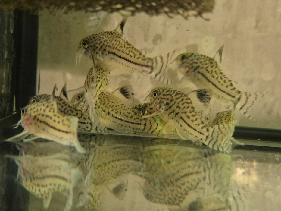 Kirys Julii - nakrapiany ( Corydoras Julii )