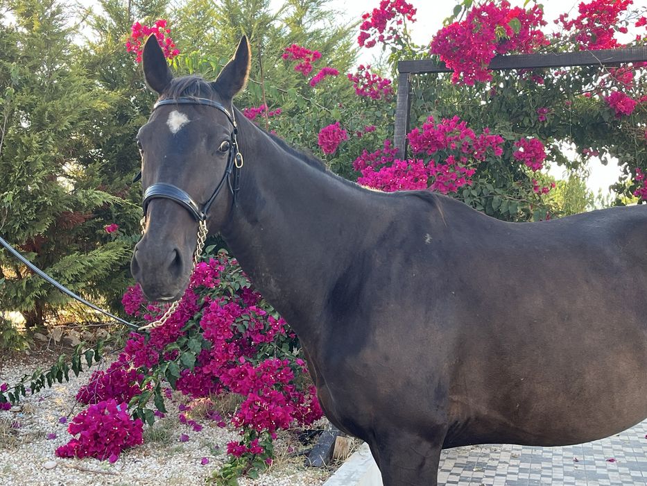 Venda ou troca égua PSI