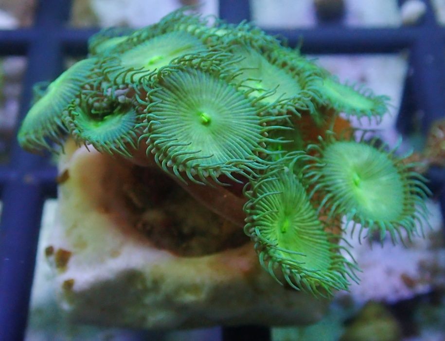 Palythoa zielone - szczepka korala - akwarium morskie