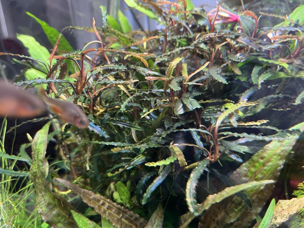 Bucephalandra Catherinae Green