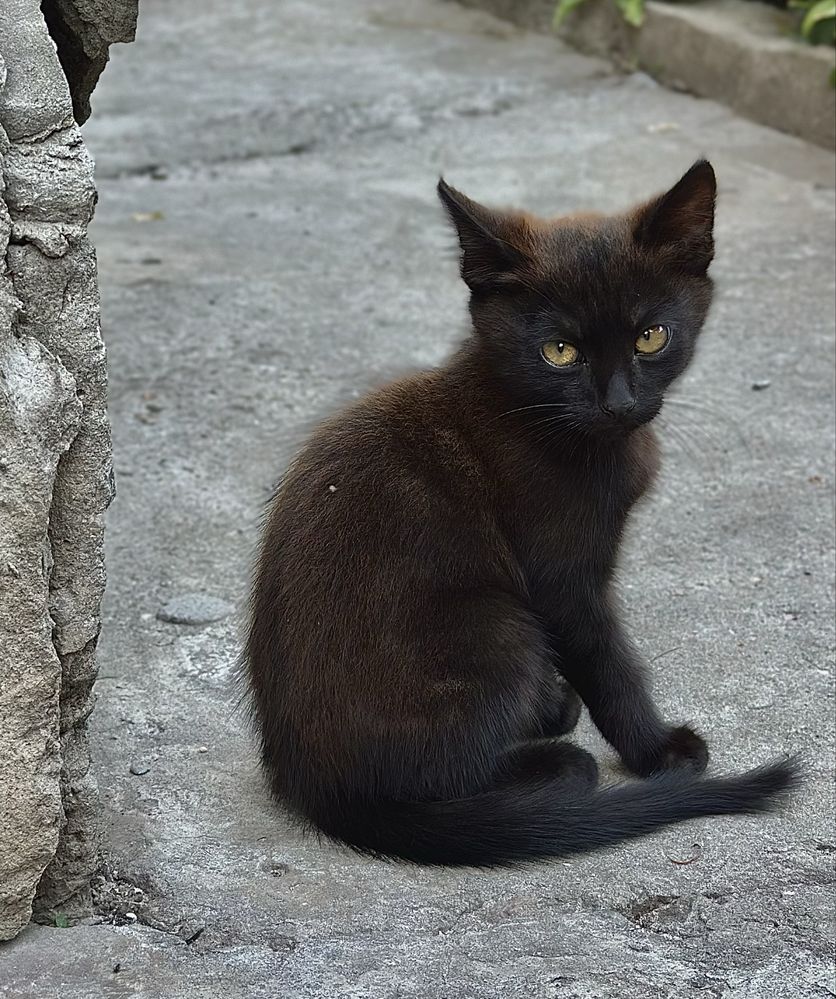 2 котенята (роздаю)