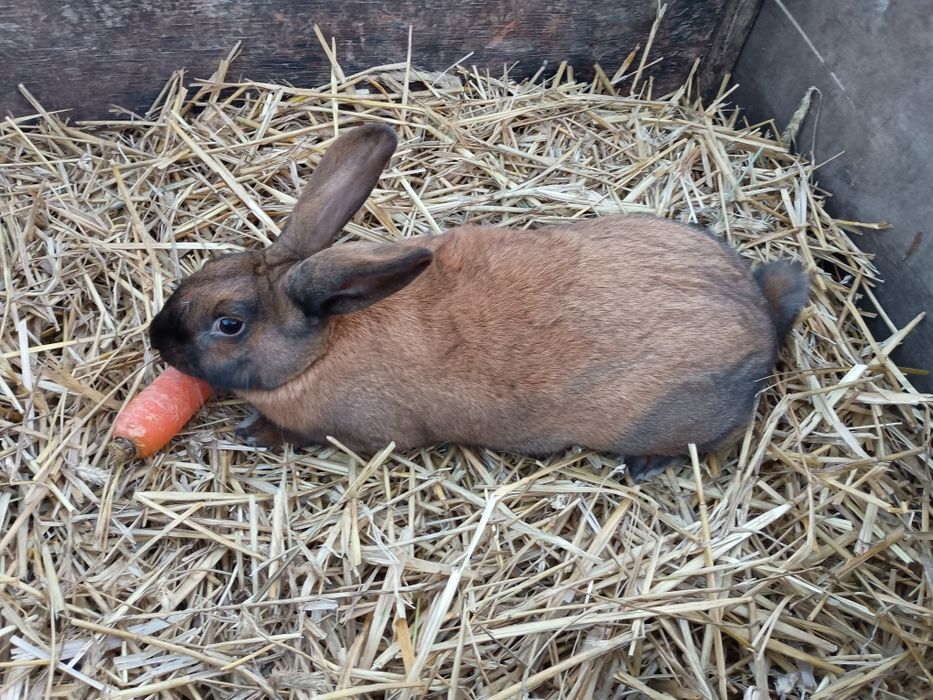 Młode Samice-królik