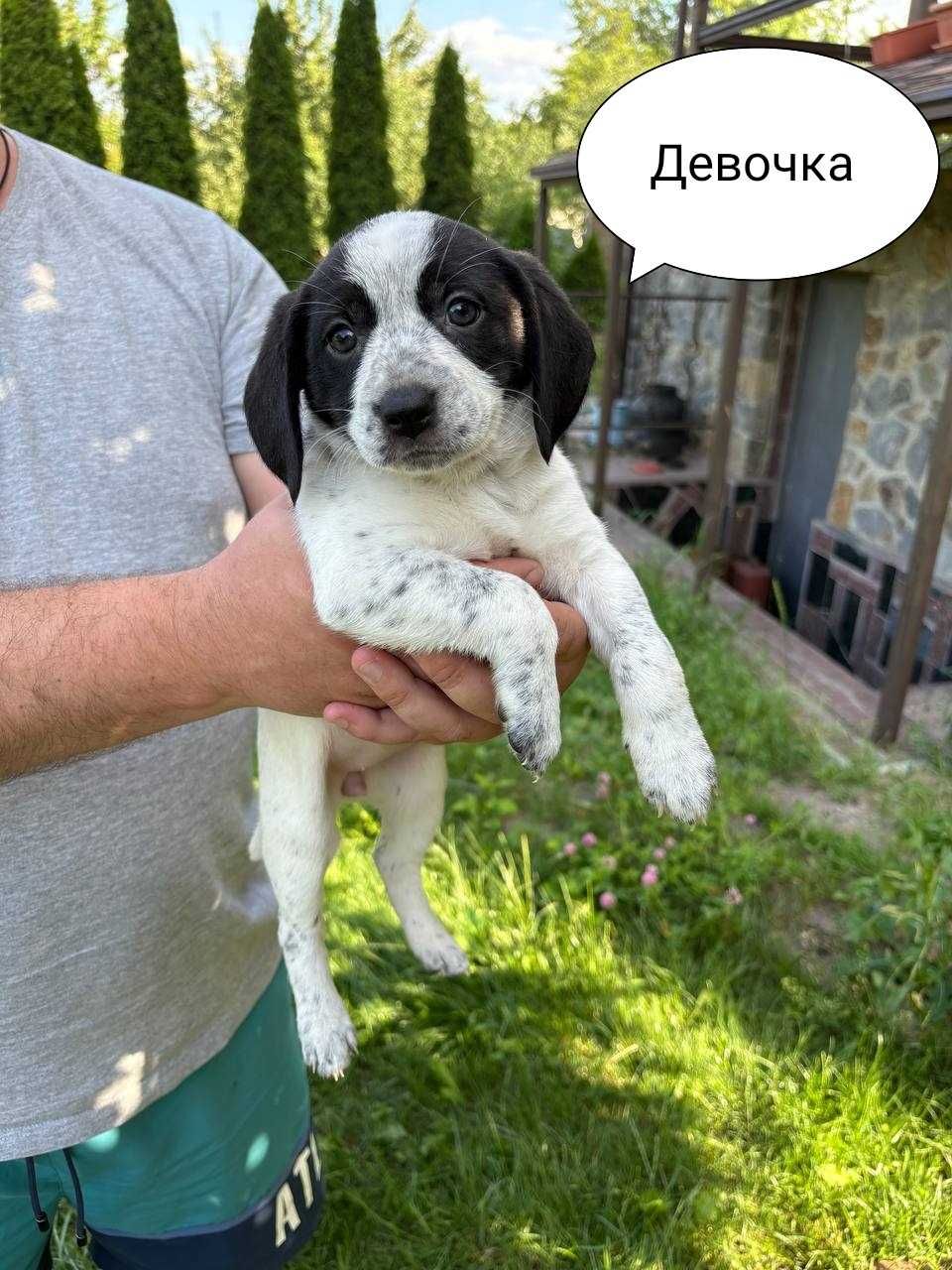 Щенки в добрые руки