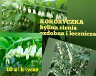 Kokoryczka Bylina do cienia