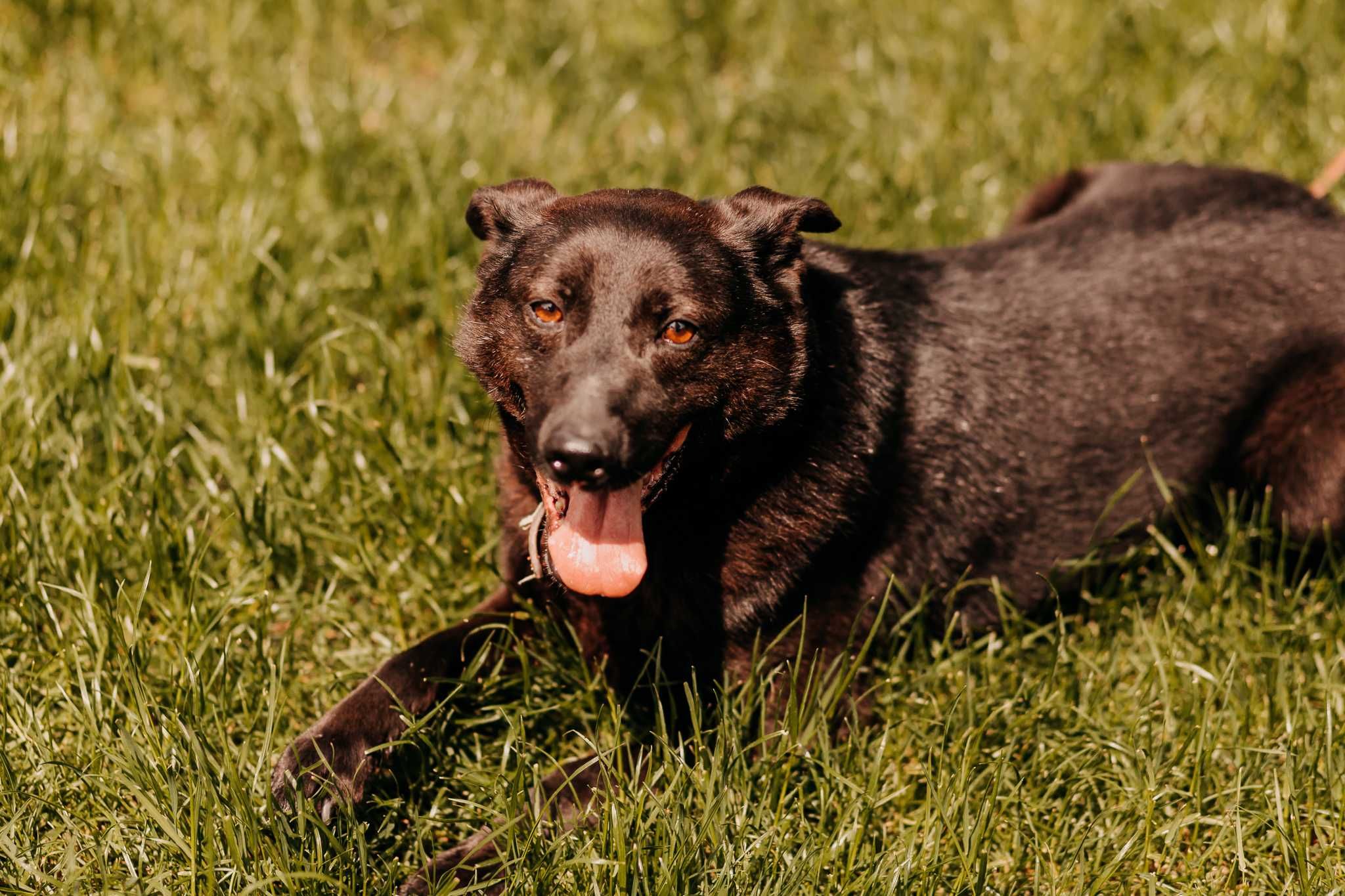 8-letni Pakuś poleca się do adopcji