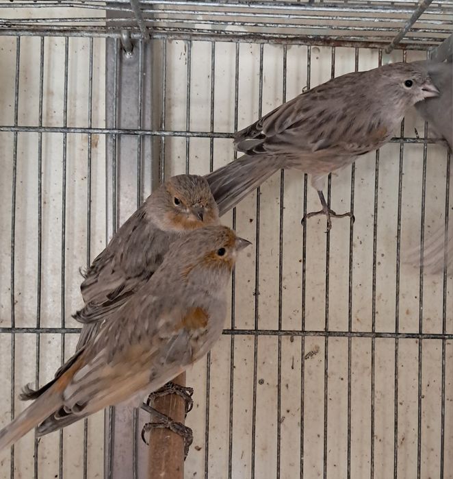 Canários asas cinza