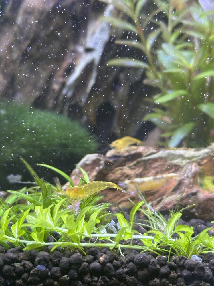 Krewetki akwariowe neonaradina yellow